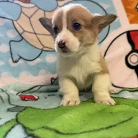 Floyd, a male Pembroke Welsh Corgi for sale in Vicksburg, MI – Photo 1 of 5
