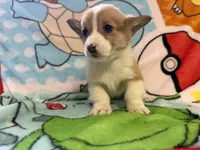 Floyd, a male Pembroke Welsh Corgi for sale in Vicksburg, MI – Photo 1 of 5