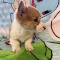 Floyd, a male Pembroke Welsh Corgi for sale in Vicksburg, MI – Photo 2 of 5