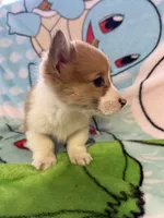 Floyd, a male Pembroke Welsh Corgi for sale in Vicksburg, MI – Photo 2 of 5