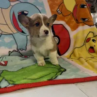 Floyd, a male Pembroke Welsh Corgi for sale in Vicksburg, MI – Photo 4 of 5