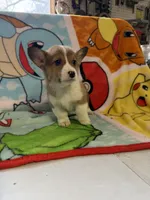 Floyd, a male Pembroke Welsh Corgi for sale in Vicksburg, MI – Photo 4 of 5