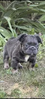 Charlie, a male French Bulldog for sale in Orland Park, IL – 2 of 5