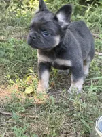  Suzi, a female French Bulldog for sale in Orland Park, IL – 5 of 5