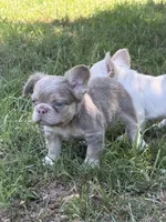 Pretty Boy Floyd , a male French Bulldog for sale in Orland Park, IL – 2 of 4