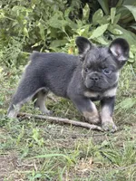  Suzi, a female French Bulldog for sale in Orland Park, IL – 2 of 5