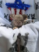 Pretty Boy Floyd , a male French Bulldog for sale in Vicksburg, MI – 5 of 5