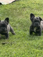 Charlie, a male French Bulldog for sale in Orland Park, IL – 4 of 5