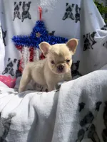 Yeti, a male French Bulldog for sale in Vicksburg, MI – 5 of 5