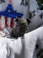 Charlie, a male French Bulldog for sale in Vicksburg, MI – 2 of 8