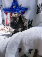 Charlie, a male French Bulldog for sale in Vicksburg, MI – 7 of 8