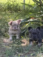  Suzi, a female French Bulldog for sale in Orland Park, IL – 4 of 5