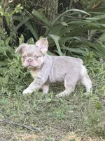 Pretty Boy Floyd , a male French Bulldog for sale in Orland Park, IL – 3 of 4
