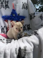 Yeti, a male French Bulldog for sale in Vicksburg, MI – 4 of 5