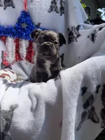Charlie, a male French Bulldog for sale in Vicksburg, MI – 3 of 8