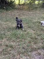 Charlie, a male French Bulldog for sale in Orland Park, IL – 3 of 5