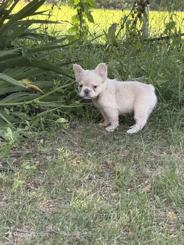 Yeti – French Bulldog puppy for sale in Orland Park, IL