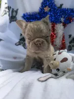 Pretty Boy Floyd , a male French Bulldog for sale in Vicksburg, MI – 1 of 5