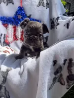 Charlie, a male French Bulldog for sale in Vicksburg, MI – 6 of 8
