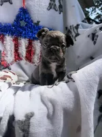 Charlie, a male French Bulldog for sale in Vicksburg, MI – 4 of 8