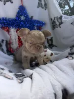 Pretty Boy Floyd , a male French Bulldog for sale in Vicksburg, MI – 2 of 5