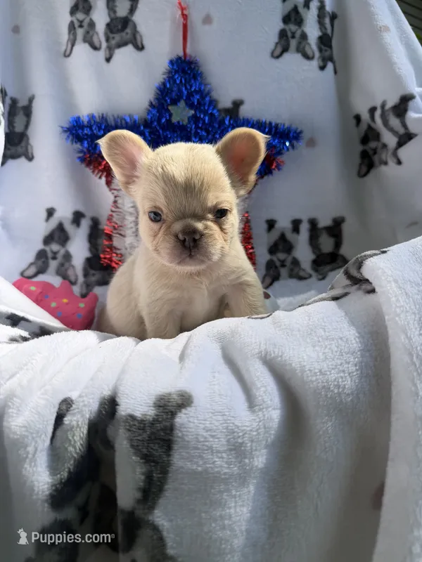Yeti – French Bulldog puppy for sale in Vicksburg, MI