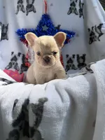 Yeti, a male French Bulldog for sale in Vicksburg, MI – 1 of 5