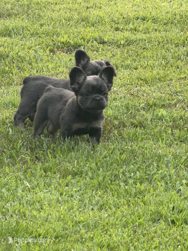  Suzi – French Bulldog puppy for sale in Orland Park, IL