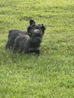  Suzi, a female French Bulldog for sale in Orland Park, IL – 1 of 5