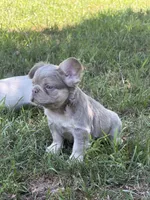 Pretty Boy Floyd , a male French Bulldog for sale in Orland Park, IL – 4 of 4