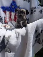 Charlie, a male French Bulldog for sale in Vicksburg, MI – 8 of 8