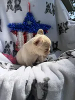 Yeti, a male French Bulldog for sale in Vicksburg, MI – 3 of 5
