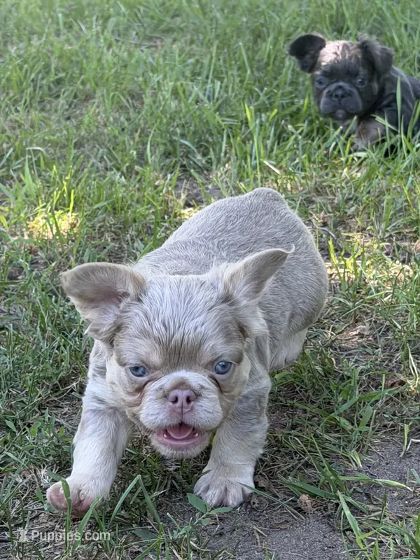 Pretty Boy Floyd  – French Bulldog puppy for sale in Orland Park, IL