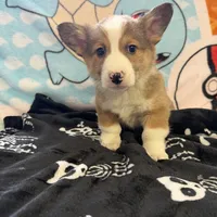 Rufus, a male Pembroke Welsh Corgi for sale in Vicksburg, MI – Photo 1 of 5