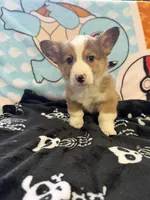 Rufus, a male Pembroke Welsh Corgi for sale in Vicksburg, MI – Photo 1 of 5