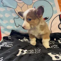 Rufus, a male Pembroke Welsh Corgi for sale in Vicksburg, MI – Photo 3 of 5