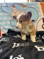 Rufus, a male Pembroke Welsh Corgi for sale in Vicksburg, MI – Photo 3 of 5