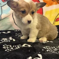 Rufus, a male Pembroke Welsh Corgi for sale in Vicksburg, MI – Photo 4 of 5