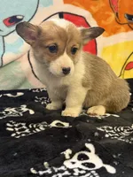 Rufus, a male Pembroke Welsh Corgi for sale in Vicksburg, MI – Photo 4 of 5