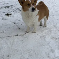 Rufus, a male Pembroke Welsh Corgi for sale in Vicksburg, MI – Photo 2 of 5