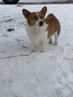 Rufus, a male Pembroke Welsh Corgi for sale in Vicksburg, MI – Photo 2 of 5