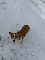 Rufus, a male Pembroke Welsh Corgi for sale in Vicksburg, MI – Photo 5 of 5