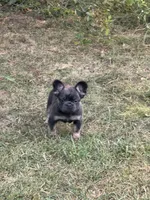  Suzi, a female French Bulldog for sale in Orland Park, IL – 3 of 5