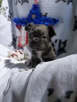 Charlie, a male French Bulldog for sale in Vicksburg, MI – 5 of 8