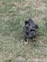 Charlie, a male French Bulldog for sale in Orland Park, IL – 5 of 5