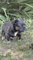 Charlie, a male French Bulldog for sale in Orland Park, IL – 1 of 5