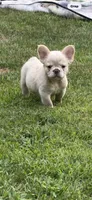 Yeti, a male French Bulldog for sale in Orland Park, IL – 3 of 3