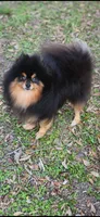Cannoli, a female Pomeranian for sale in Inglis, FL – Photo 4 of 4