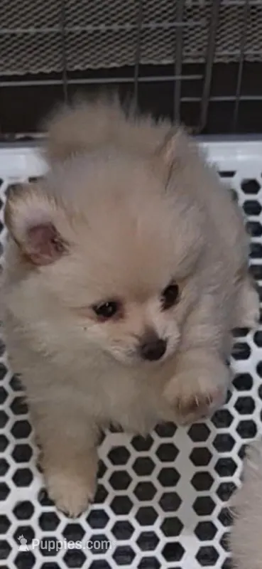 Cannoli – Pomeranian puppy for sale in Inglis, FL