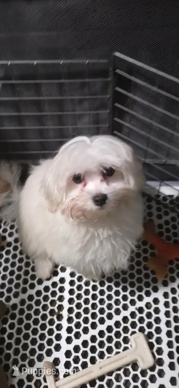 Snow – Maltese puppy for sale in Inglis, FL